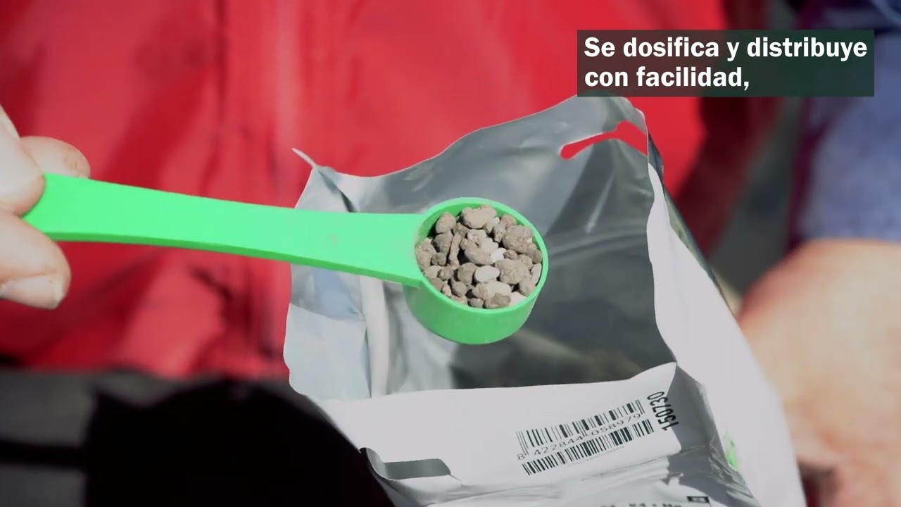 Hiryo Gold Con&iacute;feras