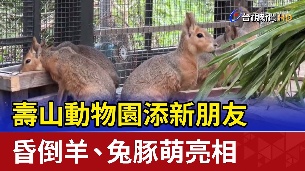 壽山動物園添新朋友 昏倒羊.兔豚萌亮相