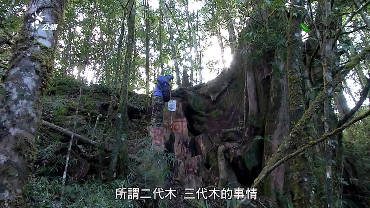 【森林保育】檜木餘生｜山老鼠盜伐檜木樹瘤 (我們的島 第751集  2014-03-31)