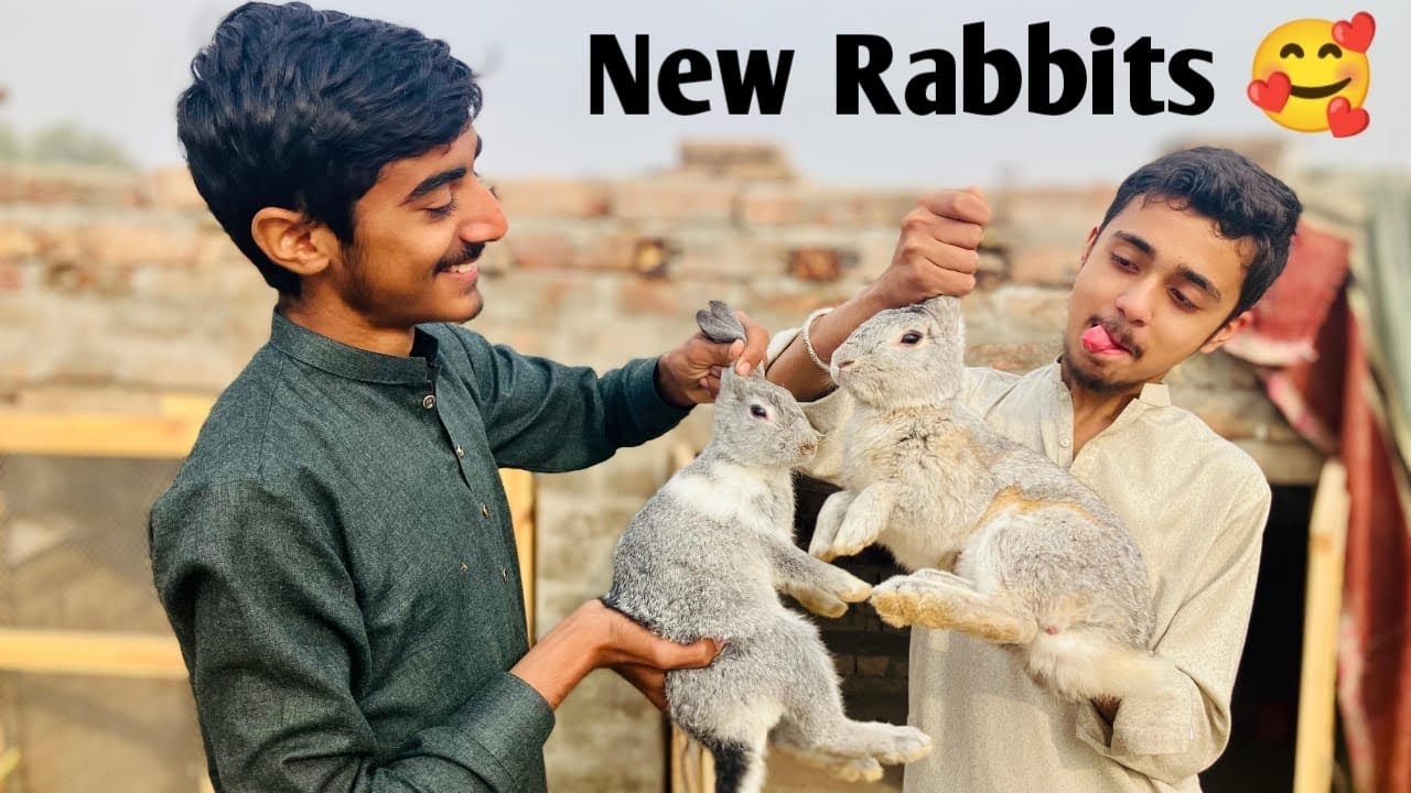 Aaj Hum Mandi Gaye 🐰 | New Rabbits Liye | Cute Bunnies Shopping Vlog