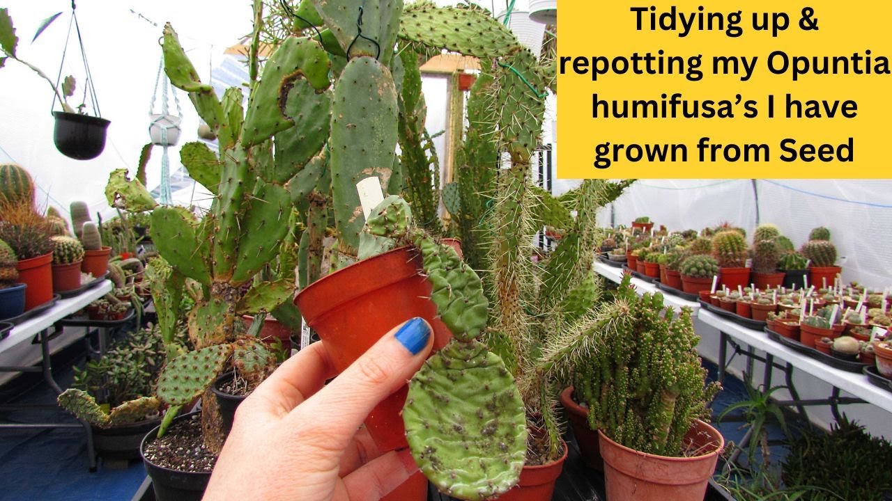 Cleaning Sooty Mold off Opuntia humifusa Cacti that I have grown from Seed & Repotting them #cactus