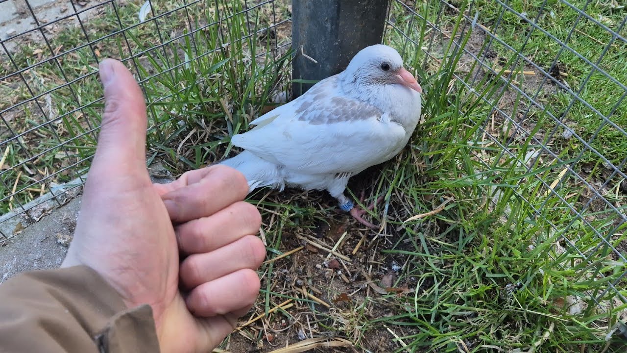 Międzynarodowy dzień gołębia 9 kwietnia 🕊 Pokaz młodych gołębi. Problemy z krogulcem 🕊🦅