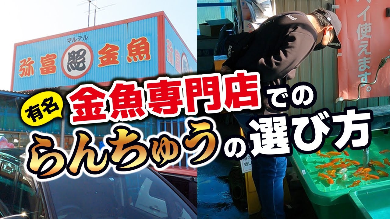 【丸照養魚場】20年以上弥富の金魚店に通う男の「らんちゅう」の選び方。果たしてどんならんちゅうを選ぶのか⁈
