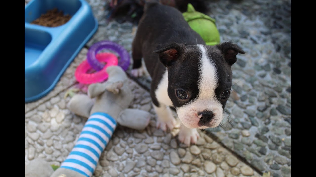Boston Terrier Puppies Grow Up (0 - 8 weeks old)