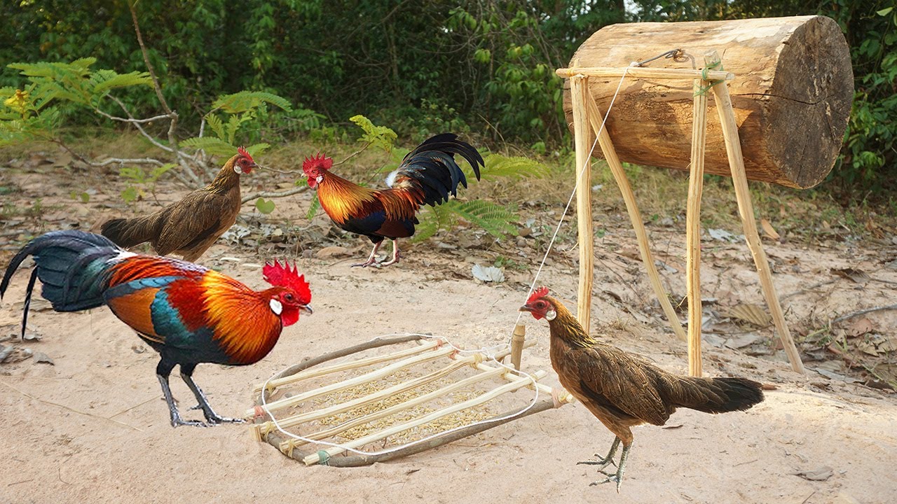 Build creative diy wild chicken trap make from wood - Easy make a wild chicken trap