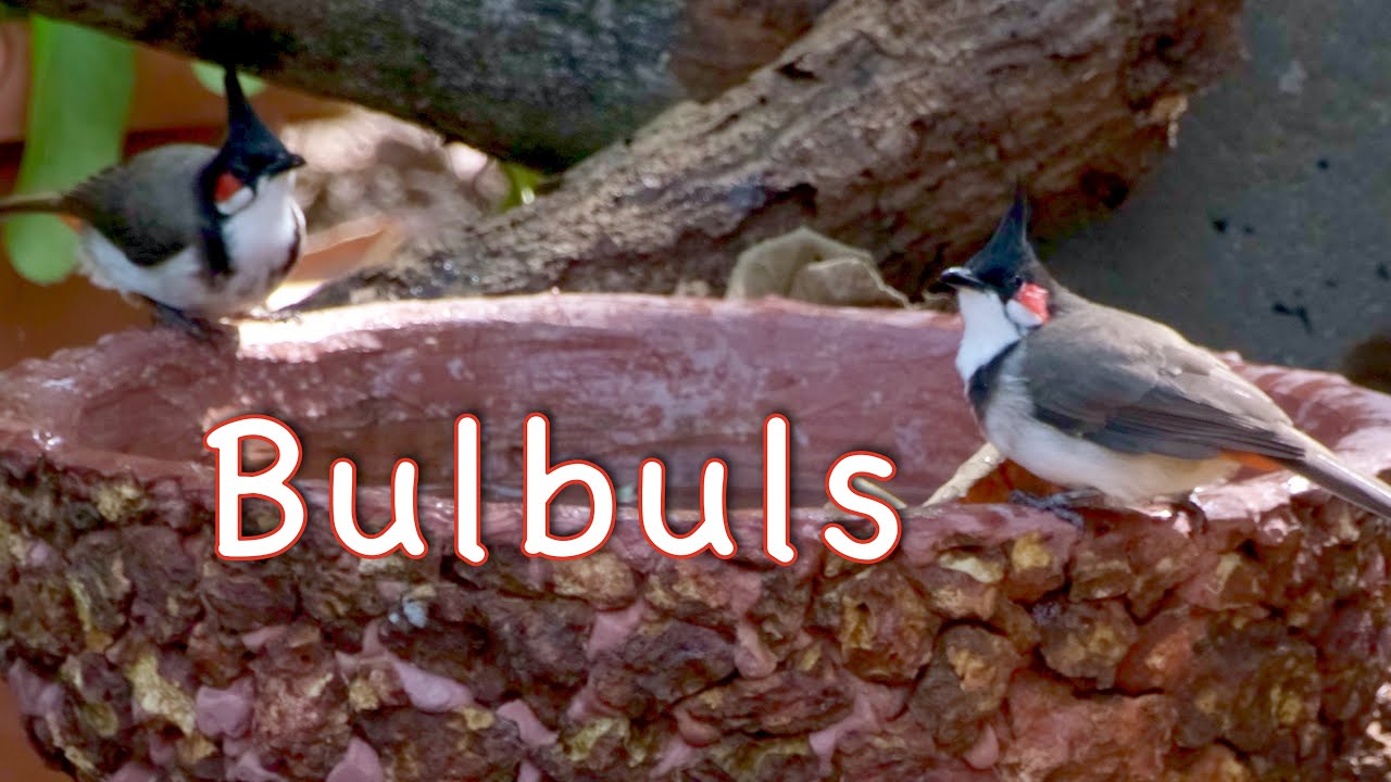 Birds in the Garden: Bulbuls, Mannikins, Starling, Robin