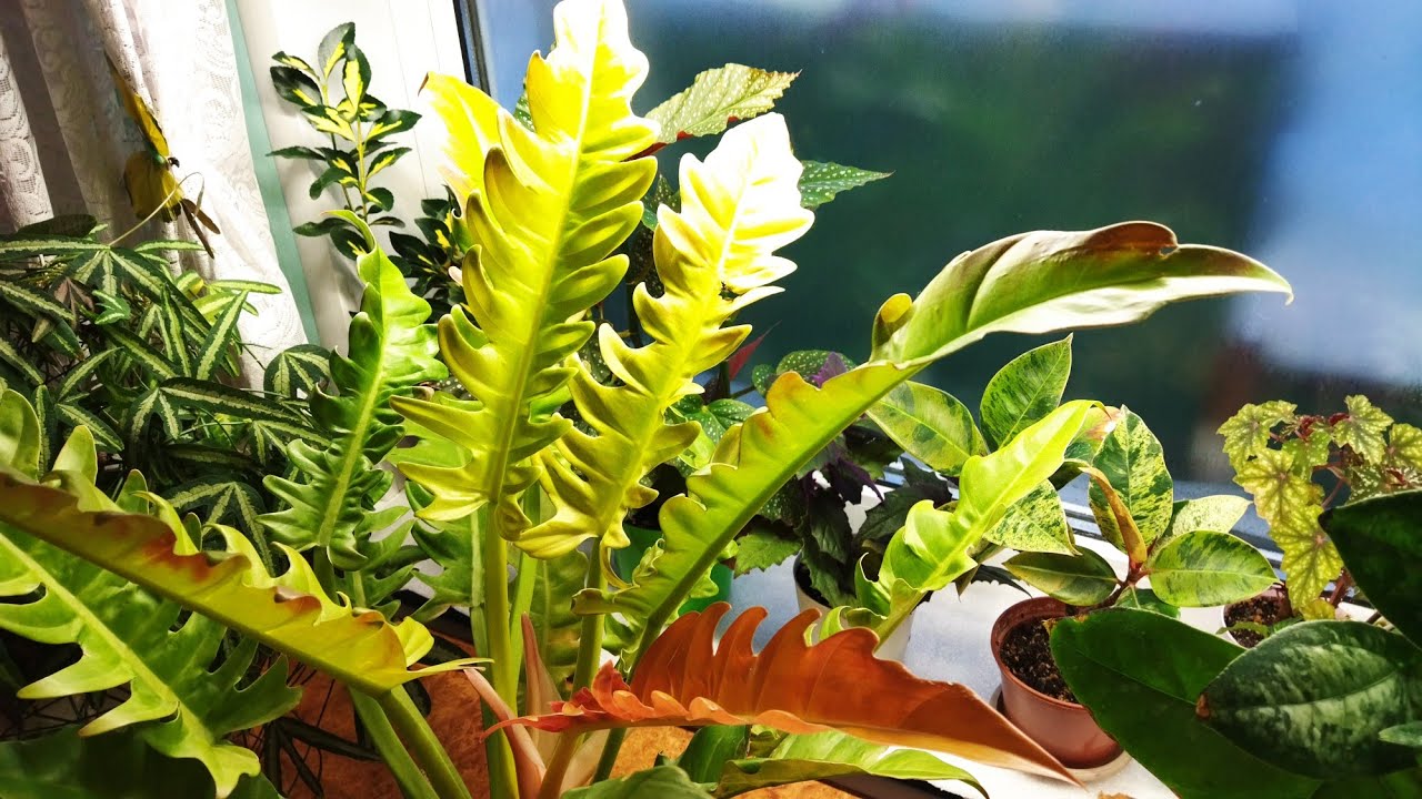 Обзор цветов 🌺 Освещение 🌺 13 февраля 2026