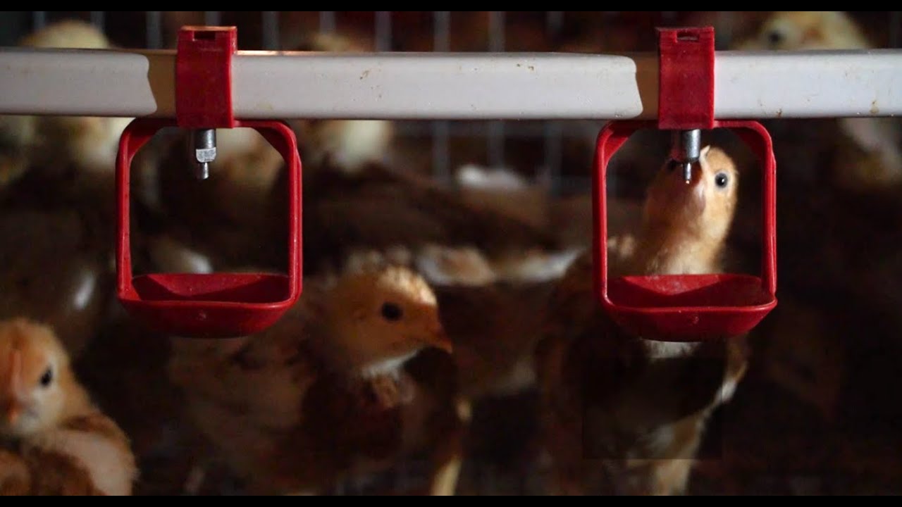 VALLI - Rearing pullets cage mod.: Modulo Crescita