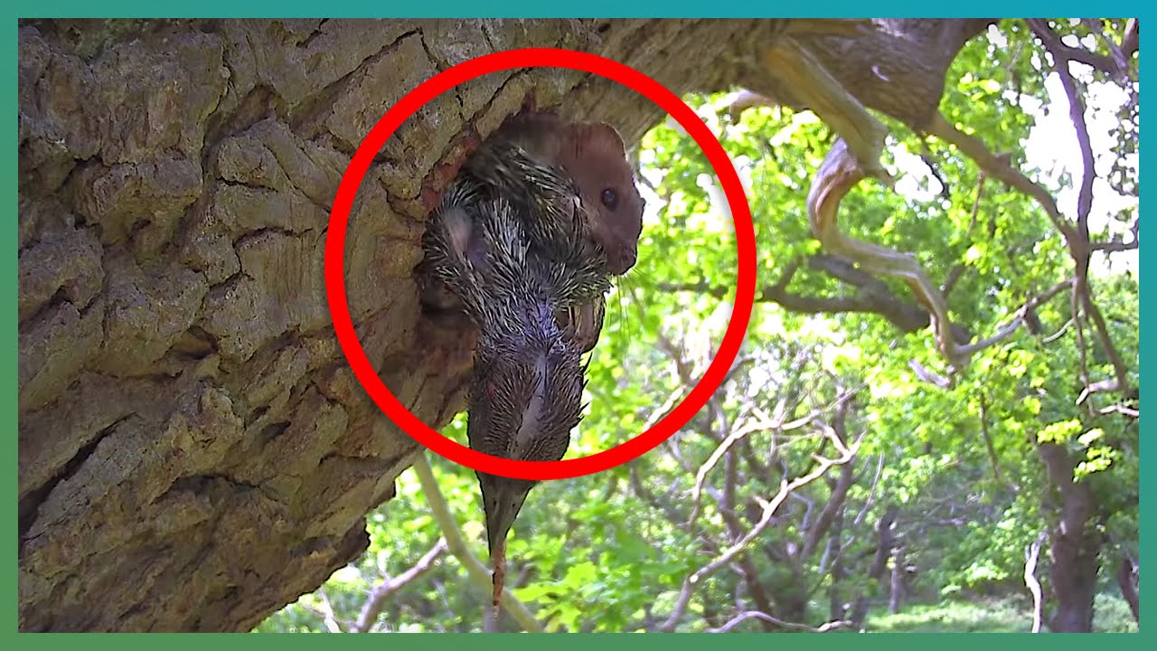 WARNING: Stoat Kills Four Baby Woodpeckers | #Springwatch |  The Travel Edit