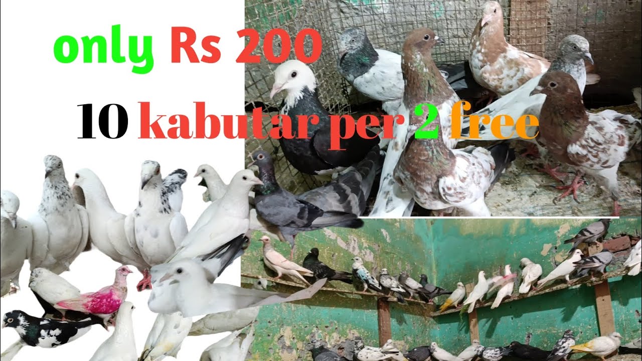 10 kabutar per 2 kabutar Free only 200 Naushad bhai kabutar market Punjabi madrasi desi Meerut