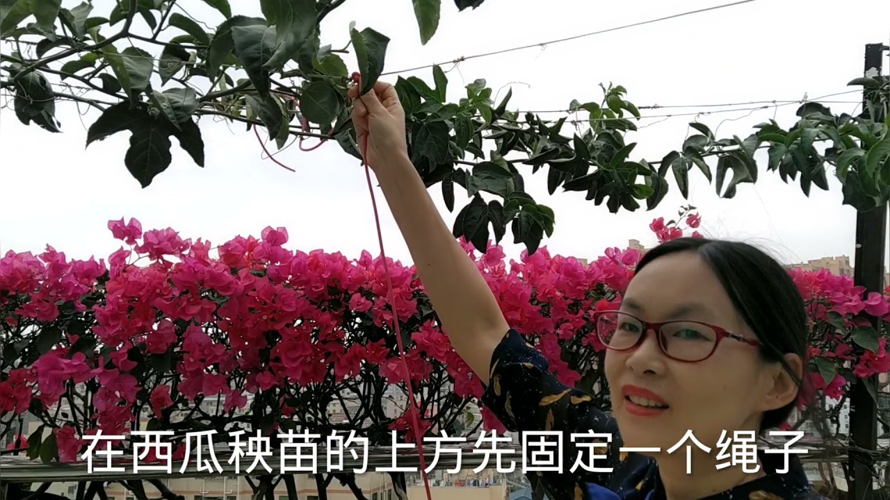 要想西瓜大又甜，爬蔓和吊蔓的整枝口诀，简单实用，值得收藏
