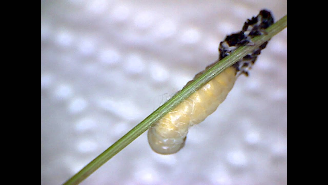 parasite alexanor