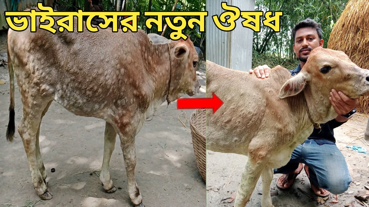 লাম্পি স্কিন ডিজিজ এর চিকিৎসা | গরুর সঠিক চিকিৎসা | গরুর ভাইরাসের চিকিৎসা | ভাইরাসের ঔষধ | lsd