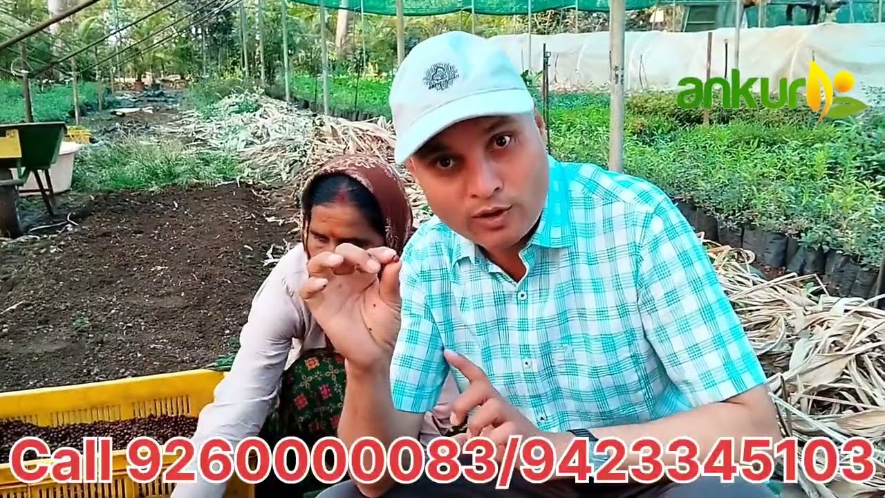 Hindi Sandalwood seeds germination चंदन बीजे पौधे कैसे तयार करे दुनियामें कोई नही बतायेगा #चंद्रयान3