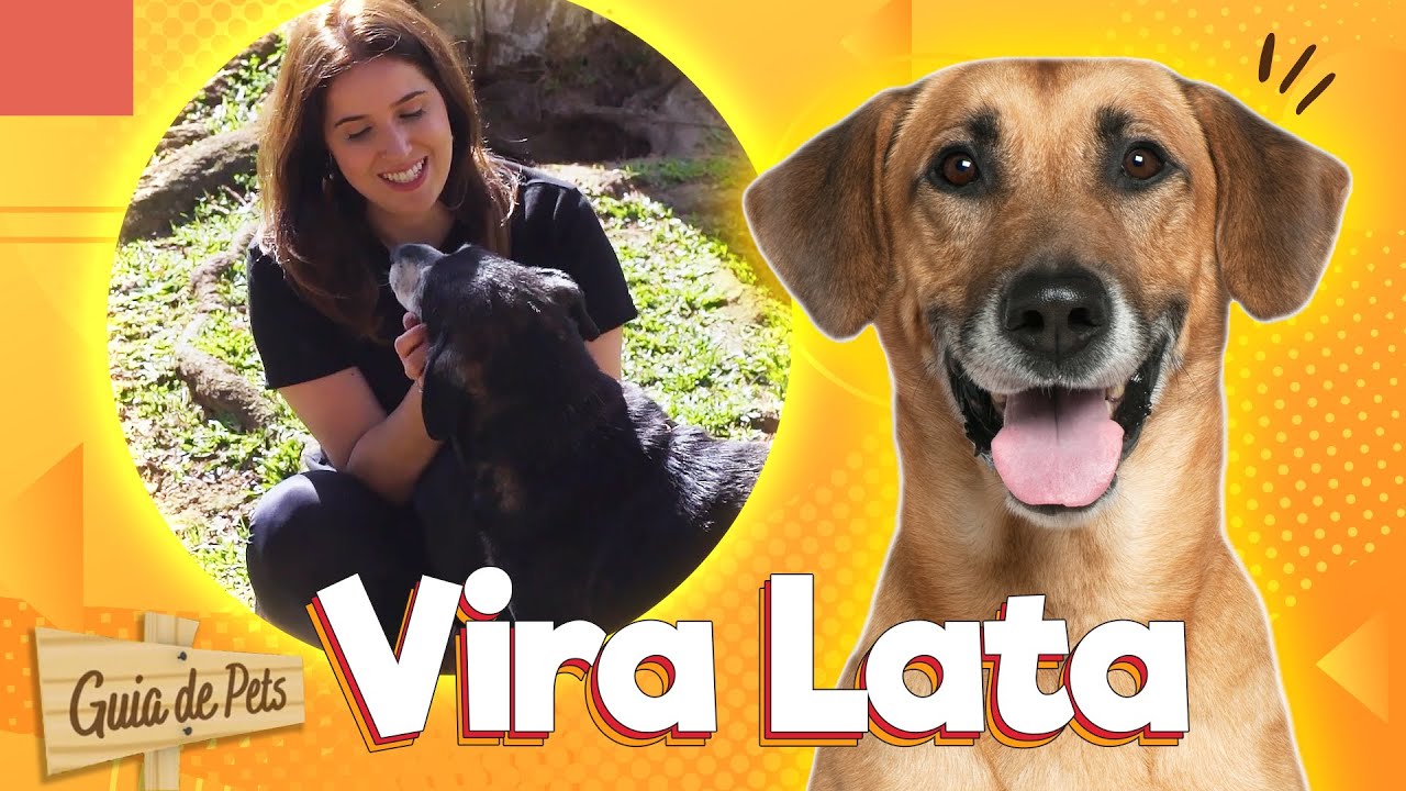 Vira Lata SRD -  O cachorro mais amado do Brasil | Guia de Pets
