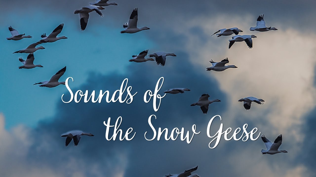 Sounds of the Snow Geese (5+ minutes of geese sounds)