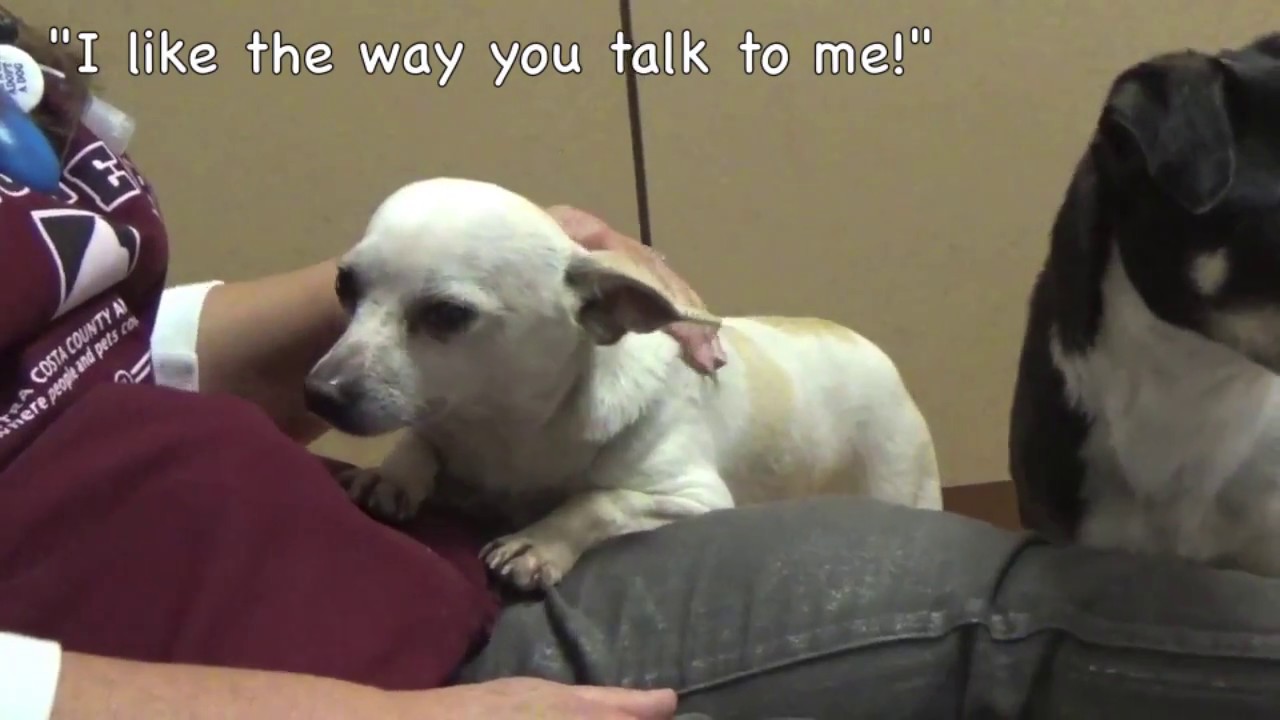 Please Help Save Sweet Scared Romeo By March 10th!