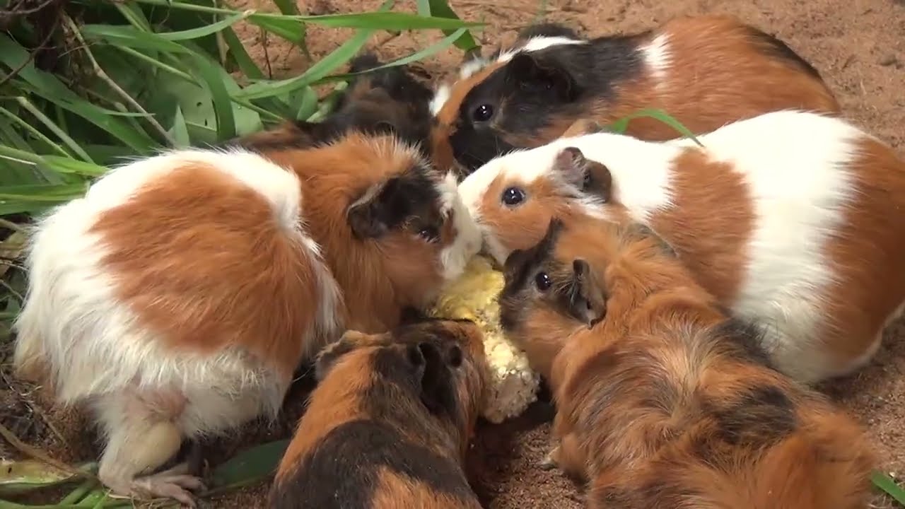 Guinea Pig Cam Saturday Morning February 14th 2026