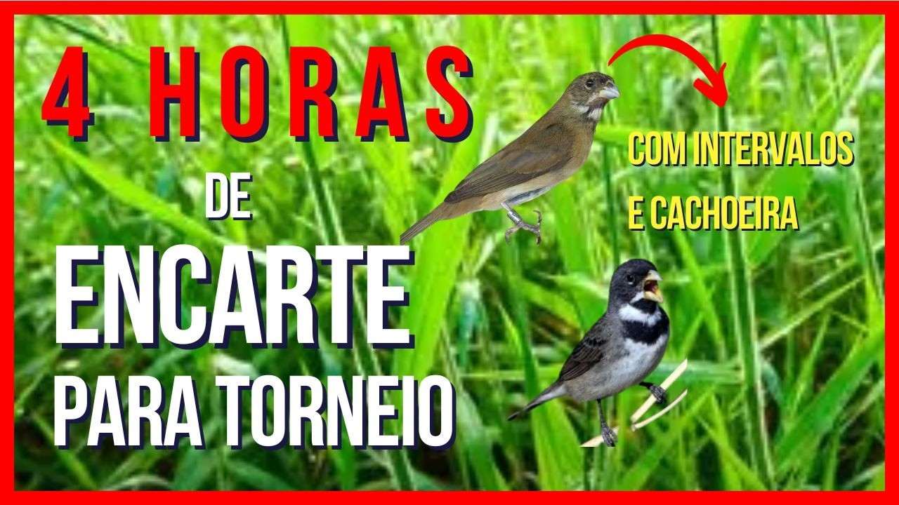 👉 Canto do Coleiro Tui Tui Velox para Treinar + Som de Cachoeira para Treinar Seu Pássaro