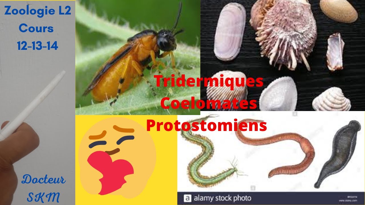 Les tridemques cœlomates PROTOSTOMIENS - Les Annélides,Les Mollusques, Les Arthropodes