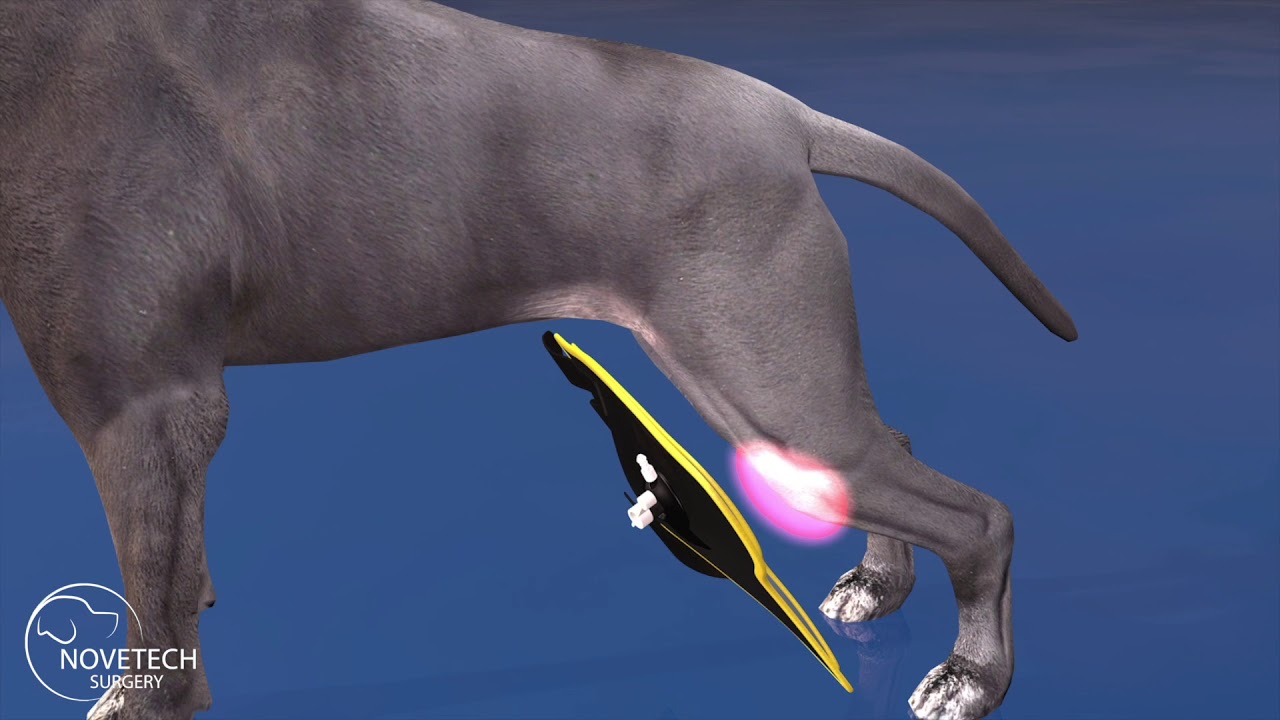 Férula de crioterapia con compresión para perro