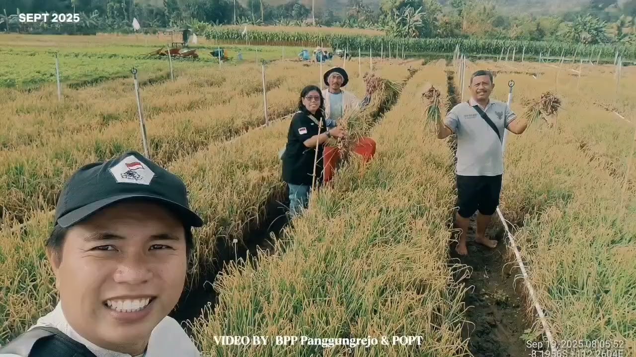 Pengubinan bawang metah#ppl#blitar#swasembadapangan #kementan#shortvideo
