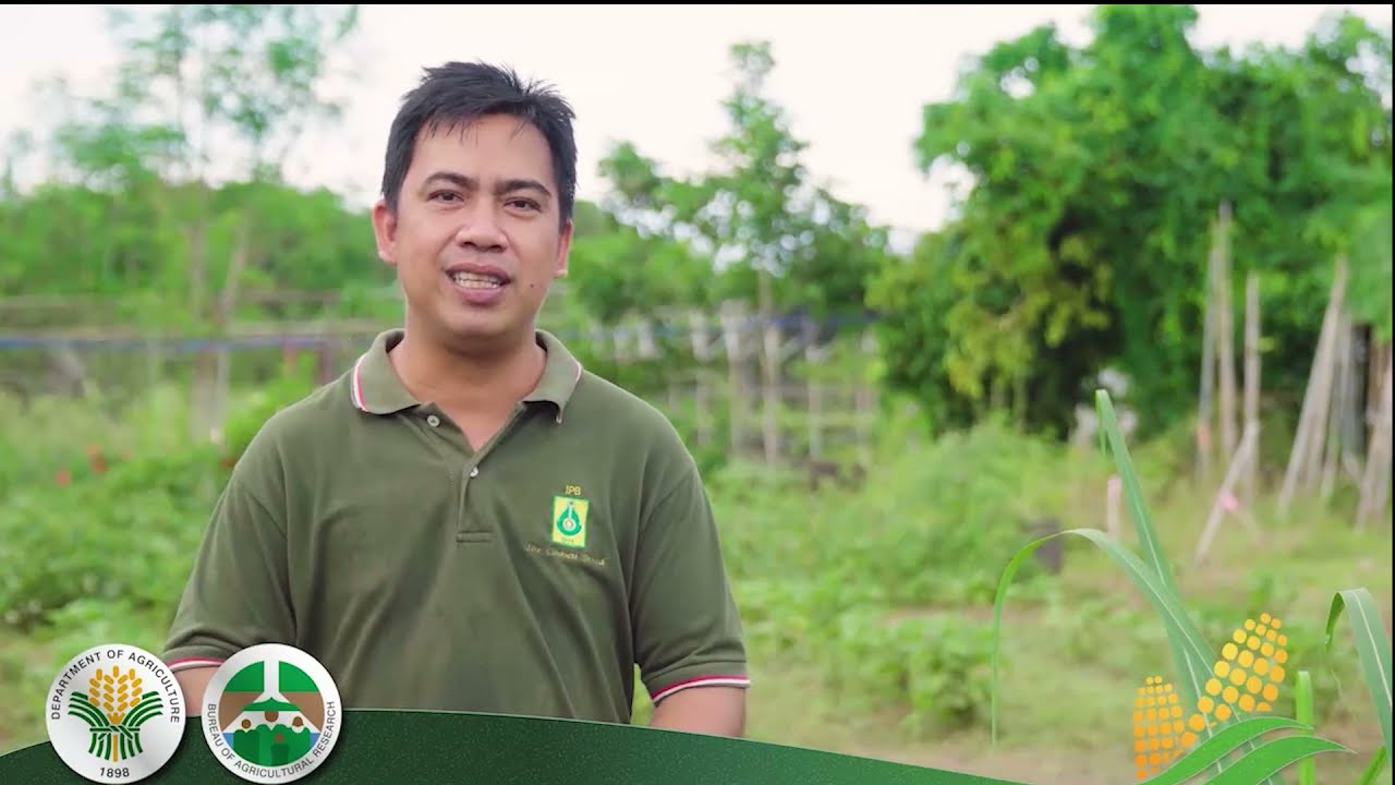 Site-Specific Nutrient Management for Corn thru Nutrient Expert Software | Dr. Jesse C. Descalsota