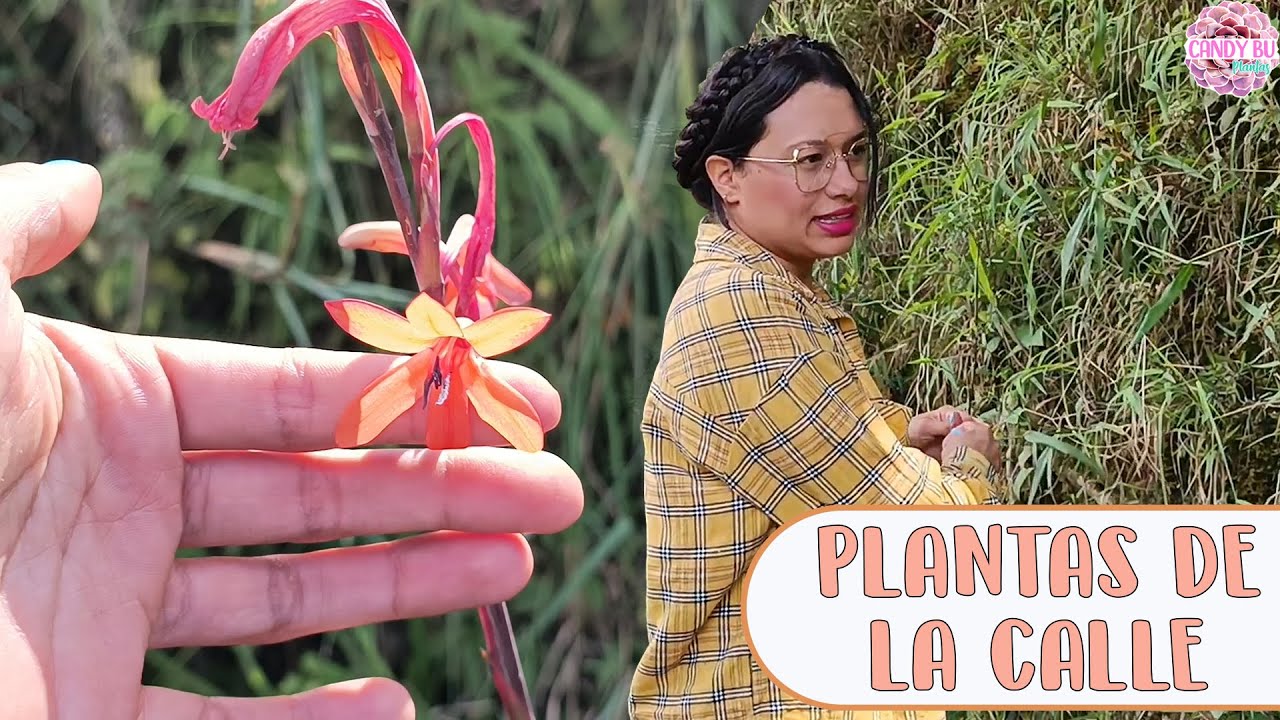 Recogiendo plantas de la calle MIRA LO QUE ENCONTRÉ | Candy Bu
