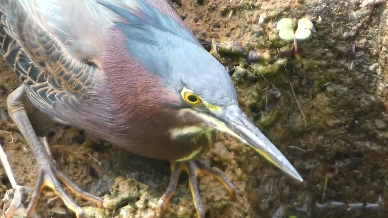 Green Heron, Varadero, Cuba - clip P1310298