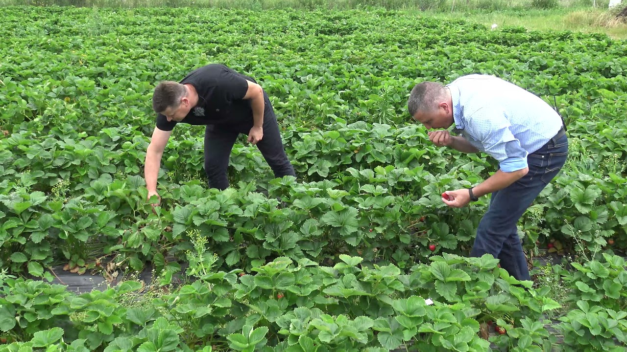Jak ograniczyć szkodniki glebowe opuchlaki, pędraki,  jesienią na plantacji truskawek?