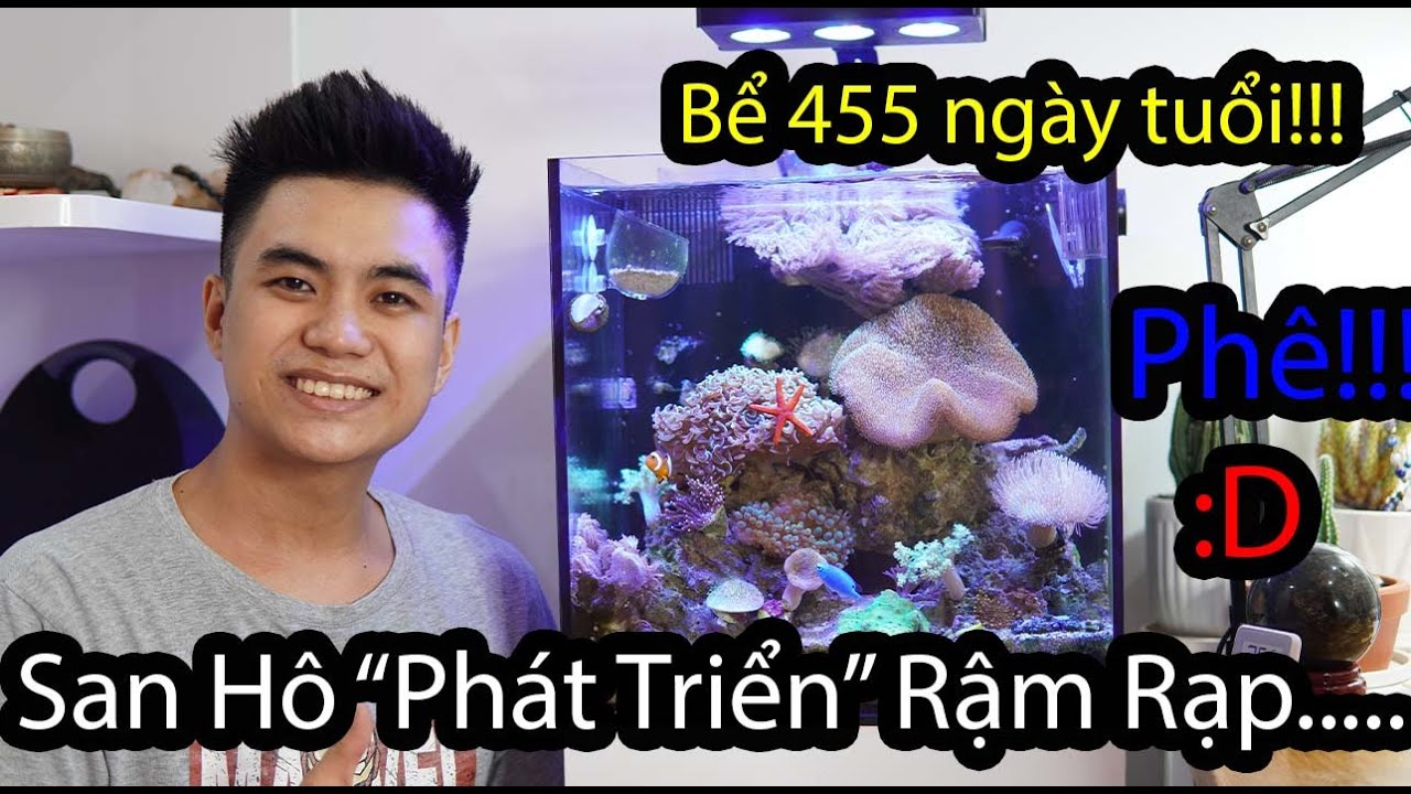 Review Bể Cubic 40 Nuôi Cá Nemo Sau Hơn 1 Năm (455 ngày) Theo Phong Cách Chơi 