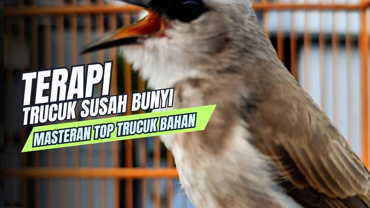 TRUCUKAN GACOR TARUNG ROPEL PANJANG Pancingan trucukan Agar Bunyi Jadikan Burung Trucuk Gacor Nyaut