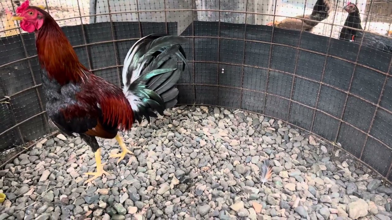 Parte de los pollo de donde Gabriel yannie