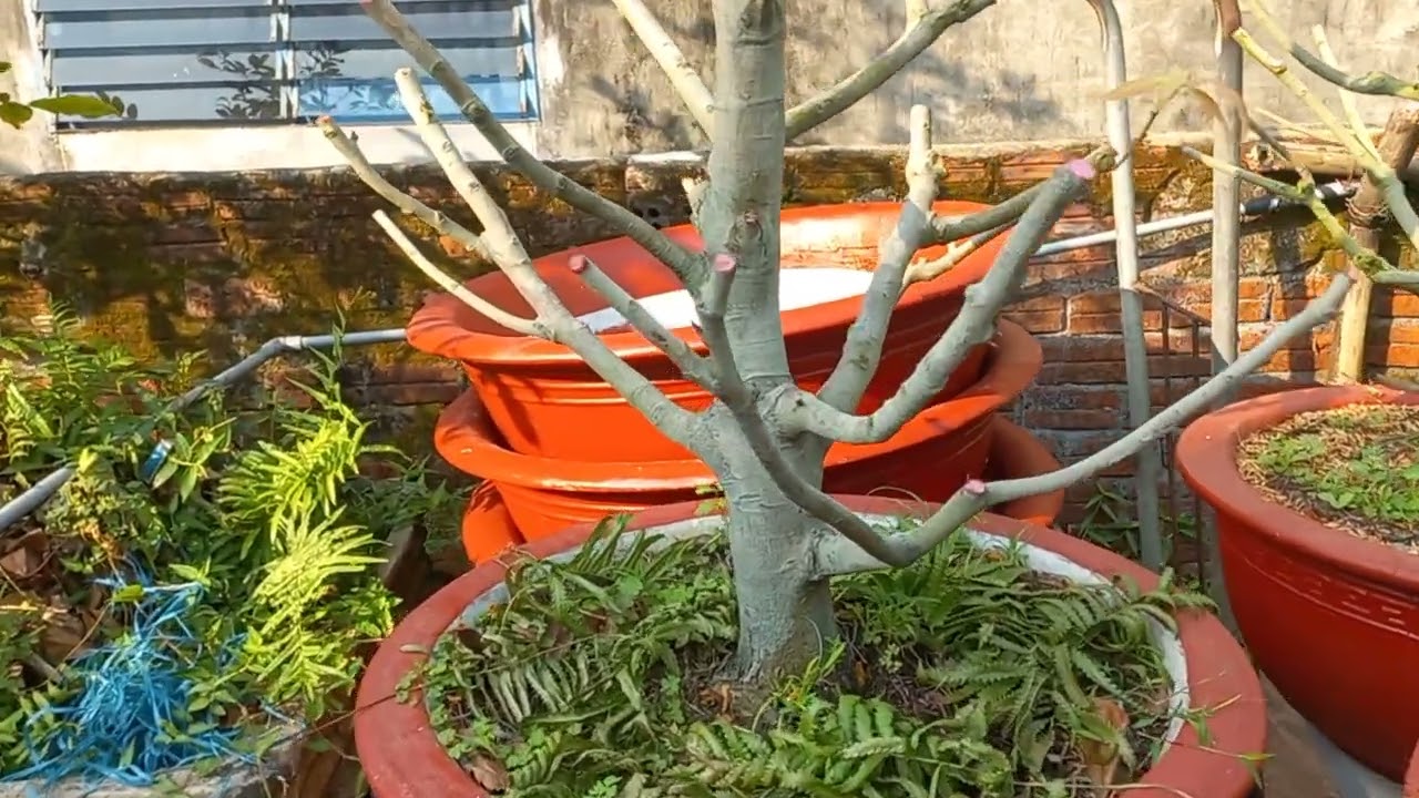 Chũng bị  cắt đôn, thay chất trồng mới cho cây mai vàng 