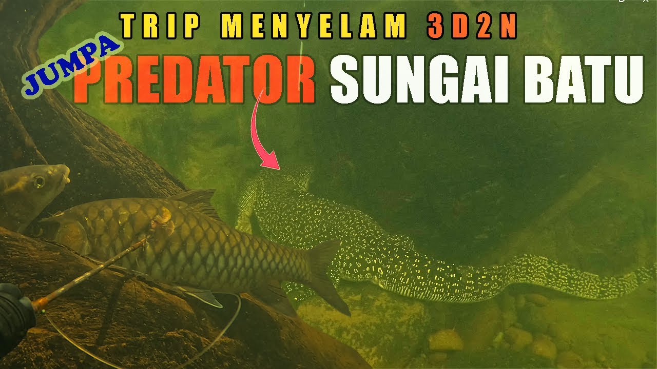 Predator sungai sedang ngintip berjaya ditawan semasa aktiviti menyelam ikan
