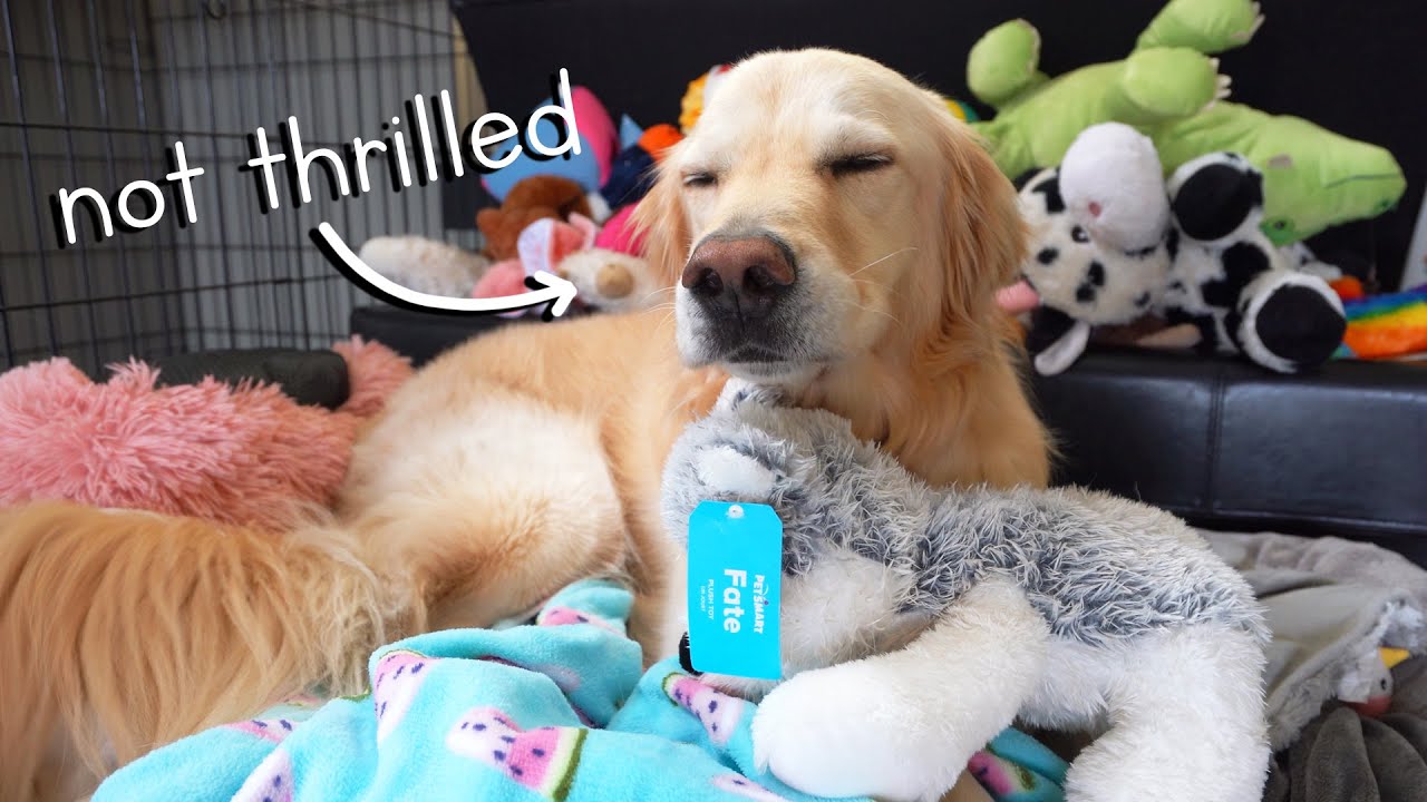 THROWING OUT MY DOG'S TOYS (He was not happy..)