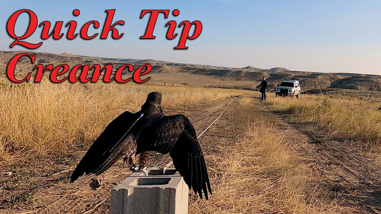 Creance (Quick Tip)
