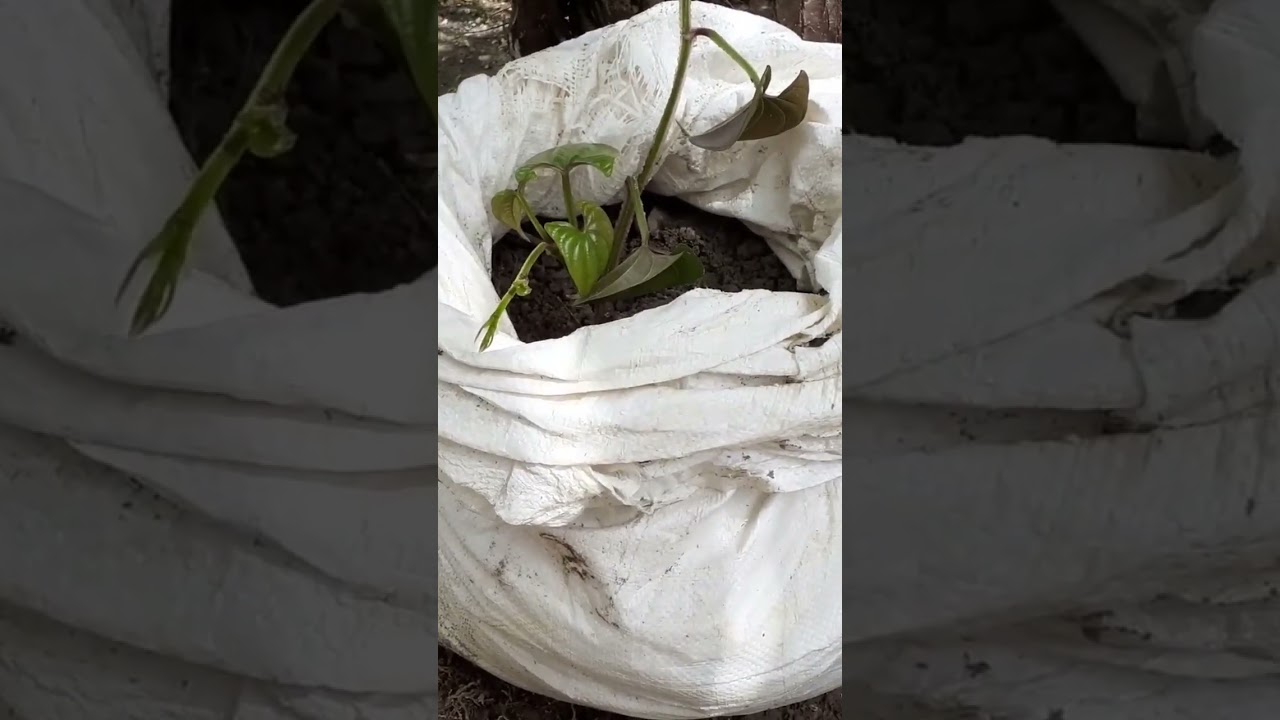 #planting