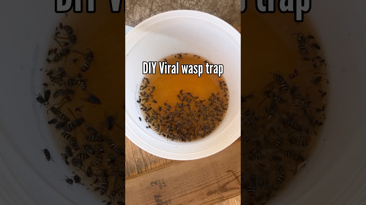 🐝Pułapka na osy wirusowe🐝 #Hack #wasptrap #hacksthatwork #homehacks