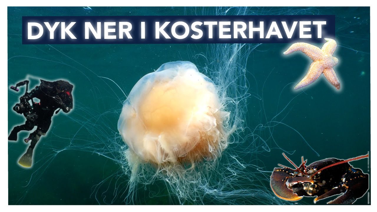 Dyk ner bland livet i Kosterhavet!