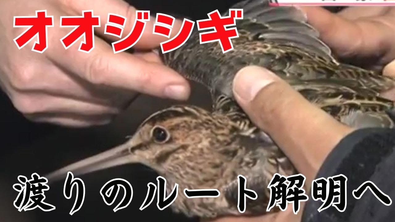 【HTBセレクションズ】世界初！オオジシギ　渡りルートの謎 解明へ
