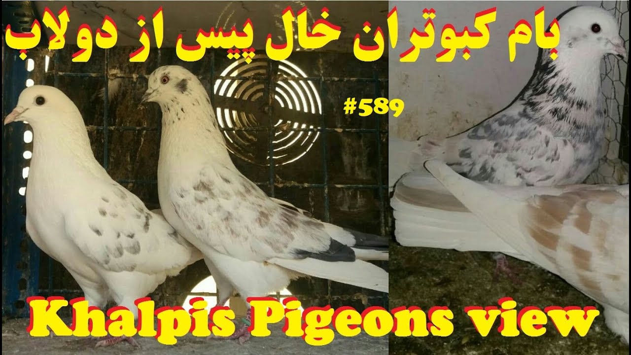 نمای زمینی و هوایی کبوتران پرشی حاج حسین صالحی دولابی از تهران DOOLAB KHALPIS PIGEON BREEDS FLIGHT