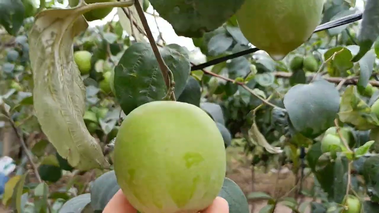 Táo đại mật và một số kỹ thuật lưu ý khi trồng