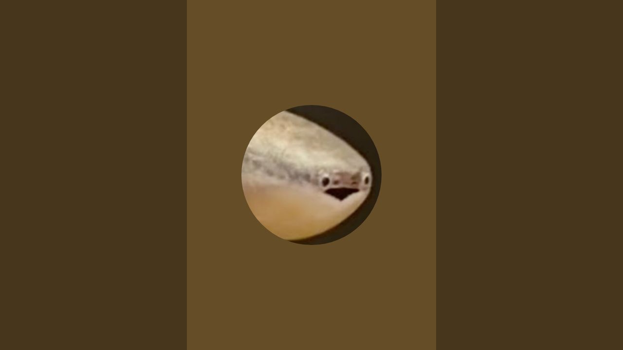 Random Livestream with Sacambambaspis
