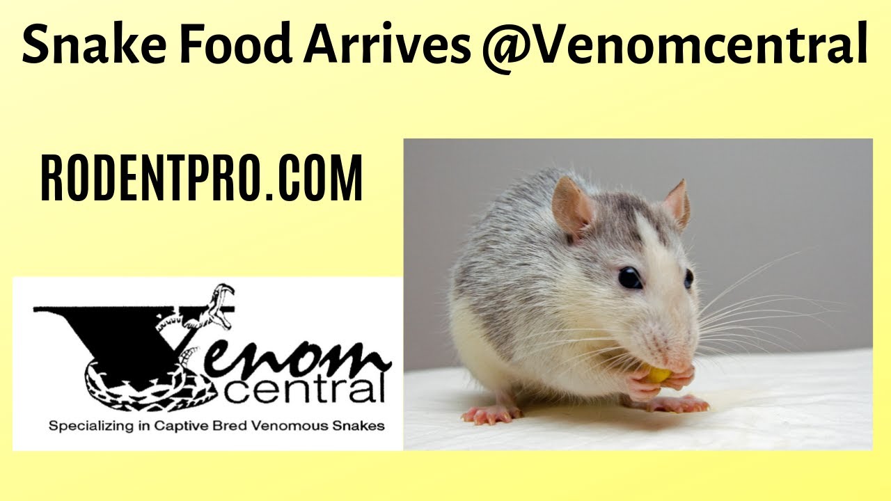 Snake Food Arrives @venomcentral | Frozen thawed vs Live feeders