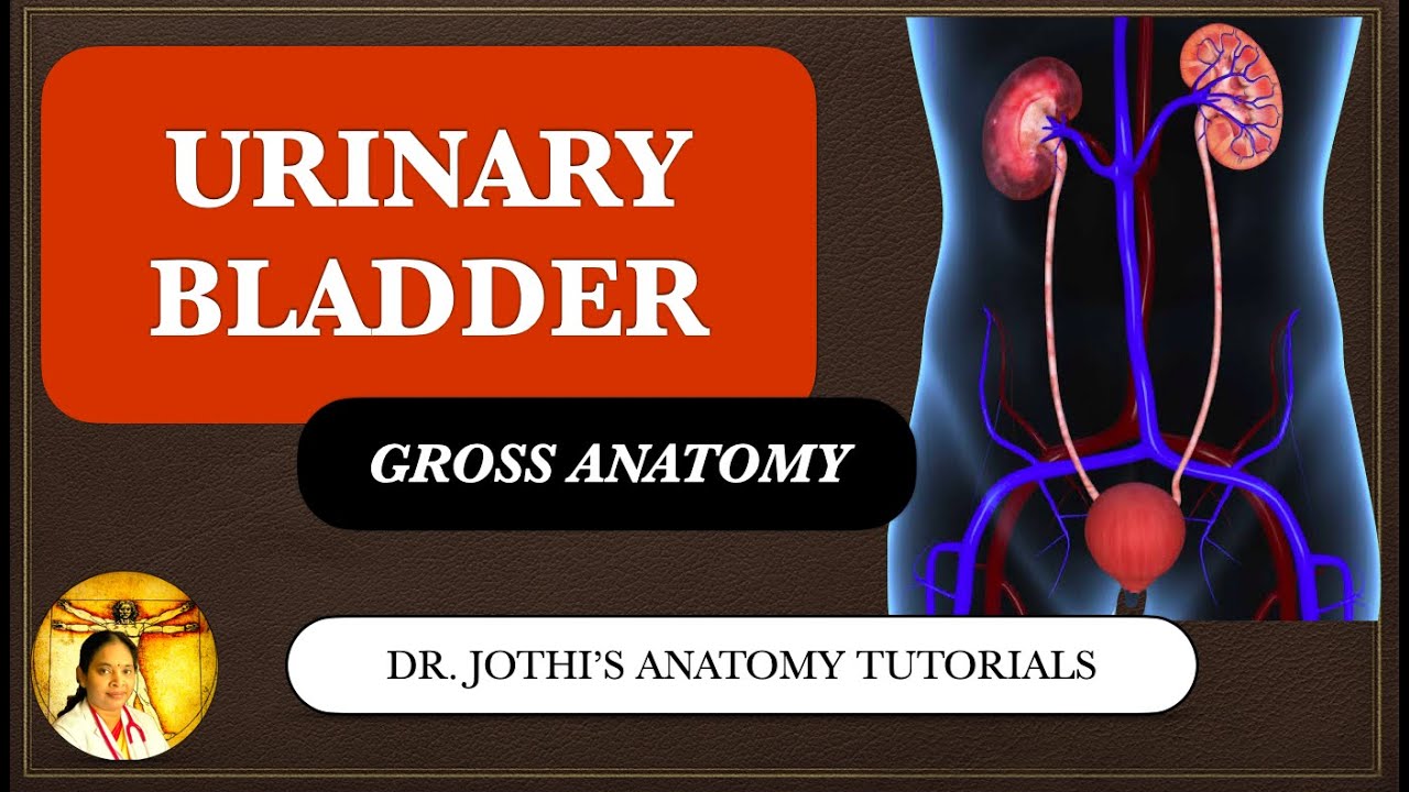 Urinary Bladder Gross Anatomy - ENGLISH/TAMIL
