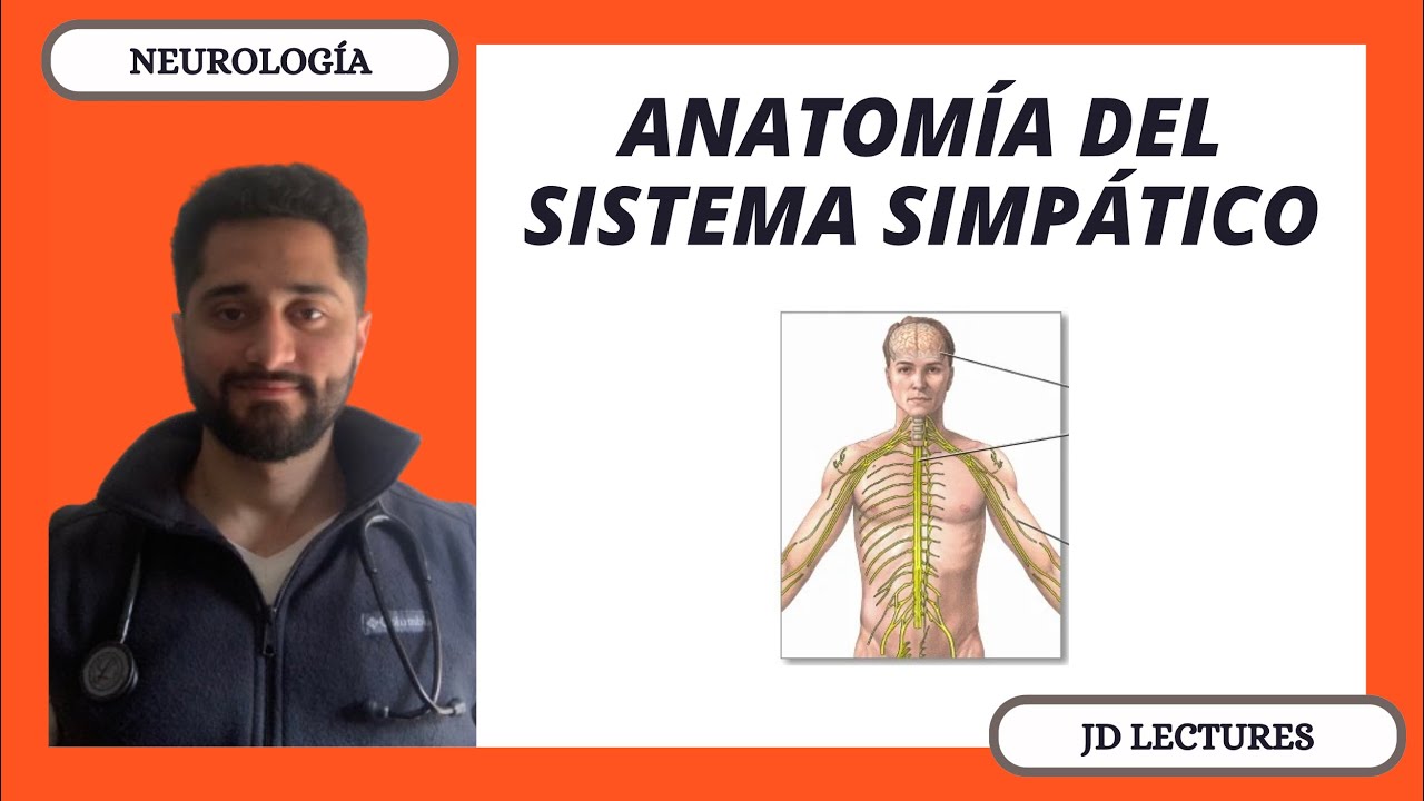 ANATOMÍA DEL SISTEMA NERVIOSO SIMPÁTICO | NEUROLOGÍA