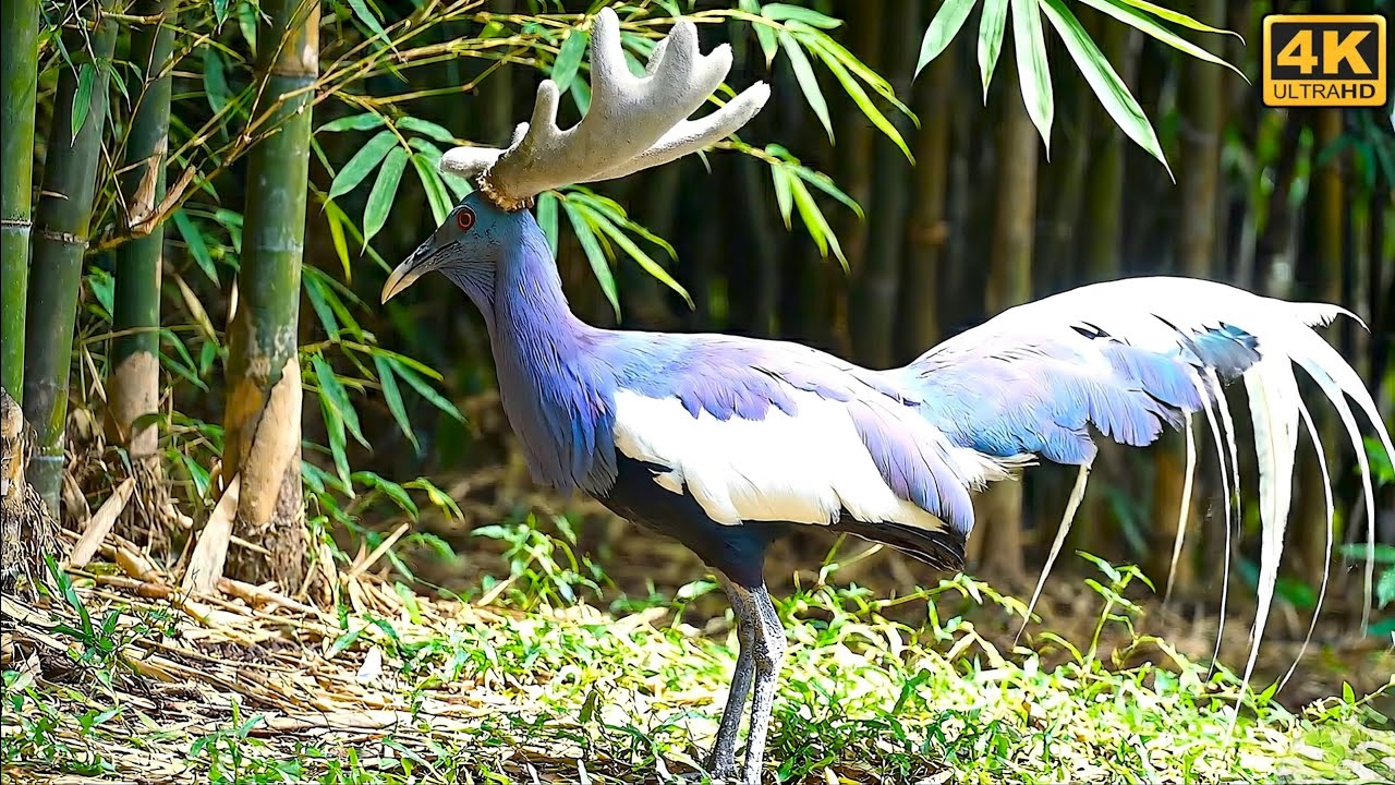 Most Beautiful Birds on Earth (4K) | Nature’s Most Stunning Birds Ever