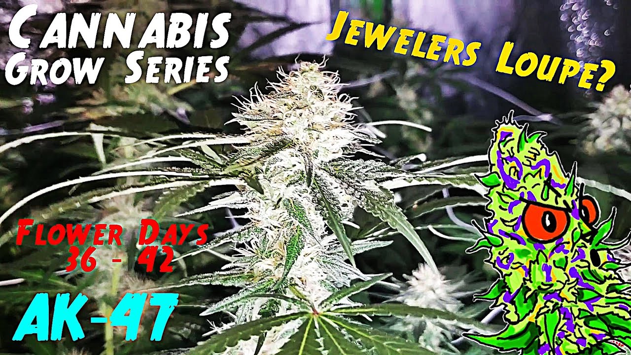 Cannabis Grow Series Ep.15 | How to Grow AK-47: Flower Stage Days 36 - 42 | Should You Get A Jeweler