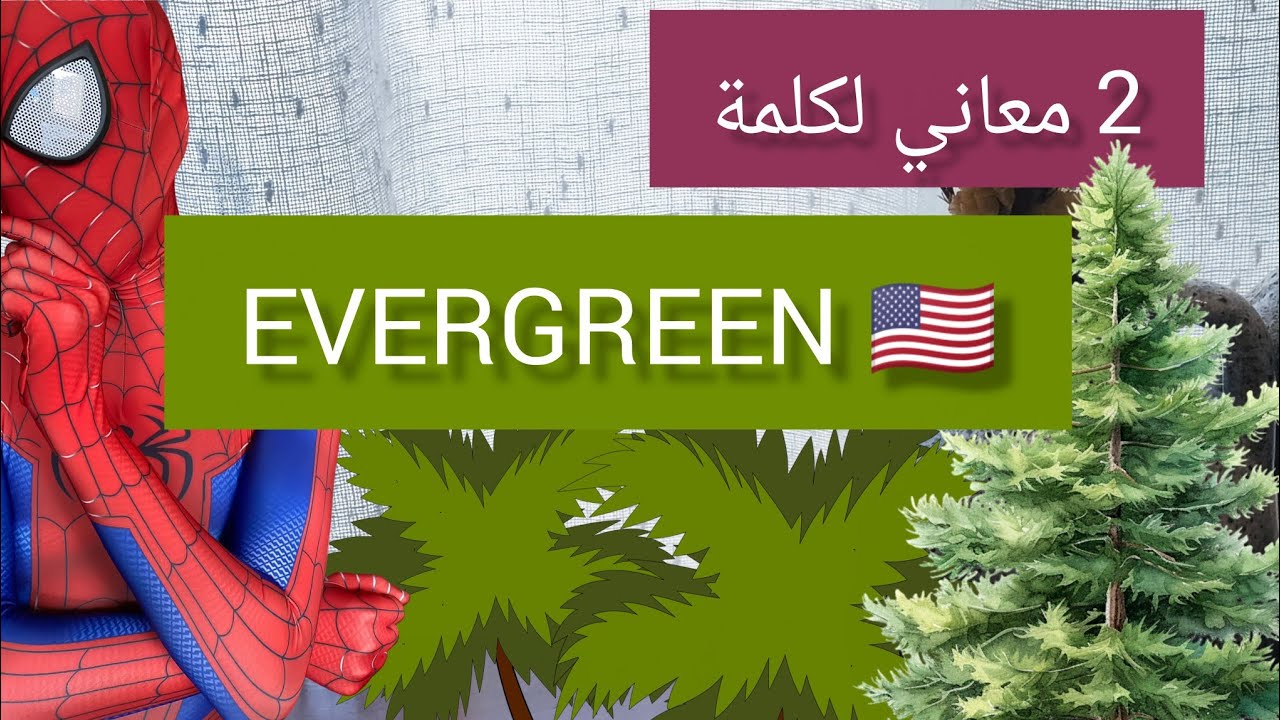 أهم 2 معاني لكلمة evergreen في الانجليزية 🇺🇸| أثر رصيدك اللغوي الآن #إنجليزية #تعلم_اللغة_الانجليزية